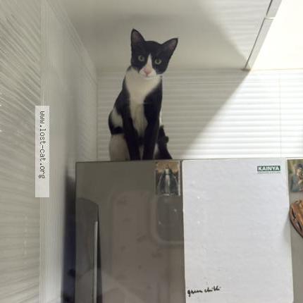 Foto 1/1 Oliver Chat perdido en Mumbai