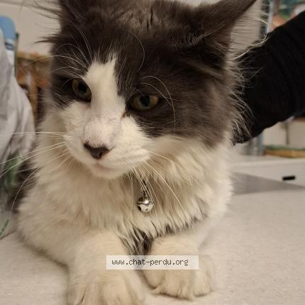 Foto 1/1 Gato encontrado Encontrado en Les essarts