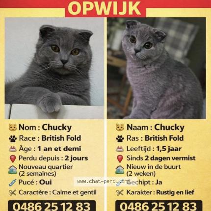 Foto 1/1 Chucky Chat perdido en Opwijk