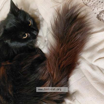 Foto 1/1 Cordelia Chat perdido en Spokane