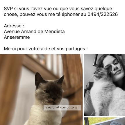 Foto 1/1 Saphyr Chat perdido en Anseremme