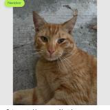 Foto del gato perdido en Miami