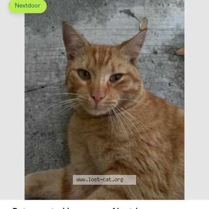 Foto 1/1 Rex Chat perdido en Miami