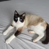 Foto del gato perdido en Serent