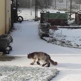 Foto del gato perdido en Masevaux