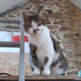 Foto del gato perdido en Vannes