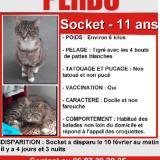Foto del gato perdido en Amiens