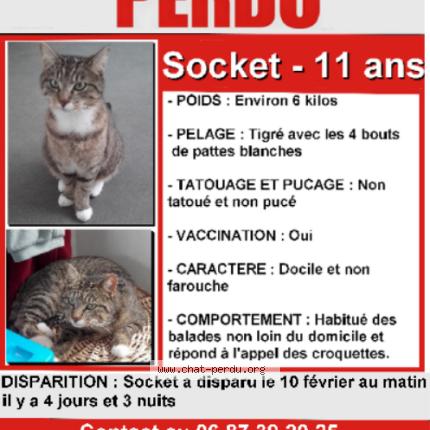 Foto 1/1 Soket Chat perdido en Amiens