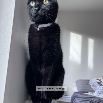 Foto 1/1 Halloween Chat perdido en Gaillac