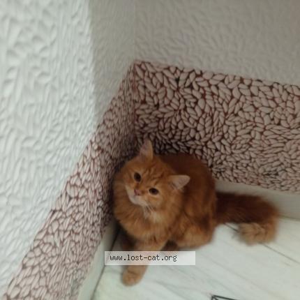 Foto 1/1 Coco Chat perdido en Darbhanga