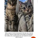 Foto del gato perdido en La Buisse