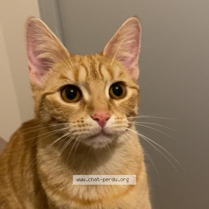 Foto 1/1 Mia Chat perdido en Chanzeaux chemille en anjou