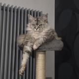 Foto del gato perdido en Douchy Les Mines