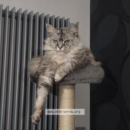 Foto 1/1 Okympe Chat perdido en Douchy les mines