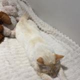 Foto del gato perdido en Bron