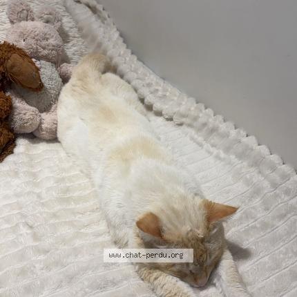 Foto 1/1 Billy Chat perdido en Bron