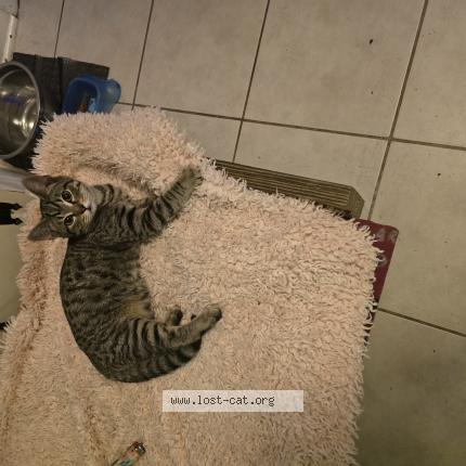 Foto 1/1 Victoria Vanvoorhis Chat perdido en Savannah