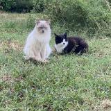 Foto del gato perdido en La Tour De Peilz