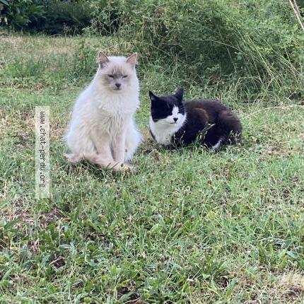 Foto 1/1 Eddy Chat perdido en La tour de peilz