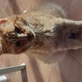 Foto del gato perdido en Soues