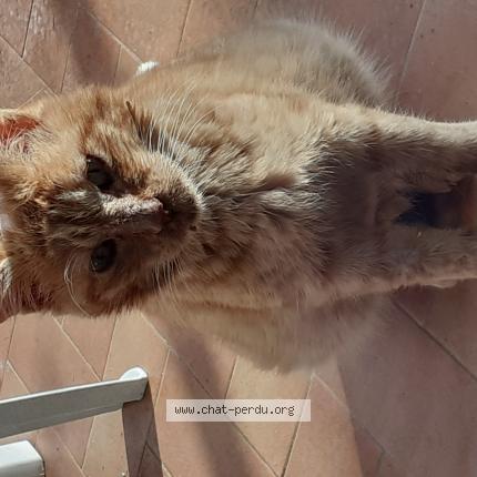 Foto 1/1 Prince Chat perdido en Soues