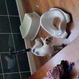 Foto de gato encontrado en Evere