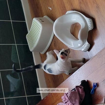 Foto 1/1 Gato encontrado Encontrado en Evere