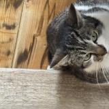 Foto de gato encontrado en Ambares Et Lagrave