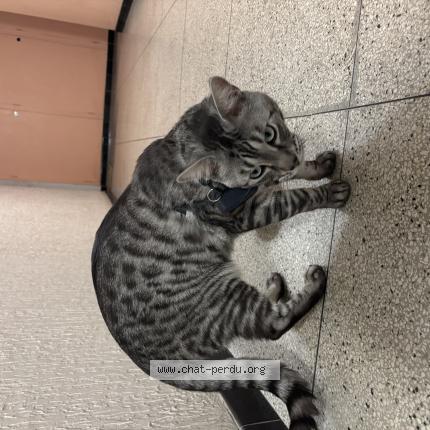 Foto 1/1 Gato encontrado Encontrado en Marseille