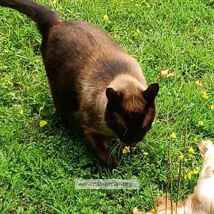 Foto 1/1 Tarzan Chat perdido en Cognac