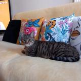 Foto del gato perdido en Surgeres