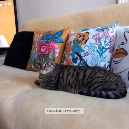 Foto 1/1 Gato encontrado Perdido en Surgeres