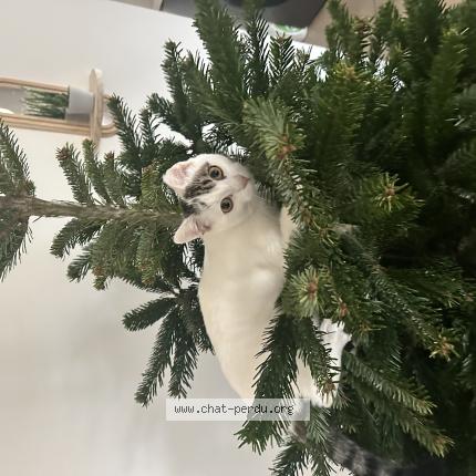 Foto 1/1 FREEZ Chat perdido en Pont de cheruy