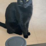 Foto del gato perdido en Balma