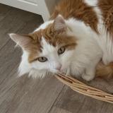 Foto del gato perdido en Les Bayards