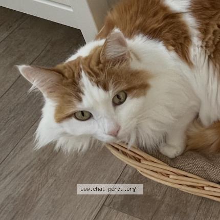 Foto 1/1 Crevette Chat perdido en Les bayards