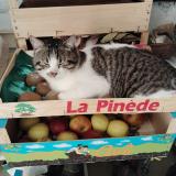 Foto del gato perdido en Mareuil Les Meaux