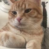 Foto del gato perdido en Valence