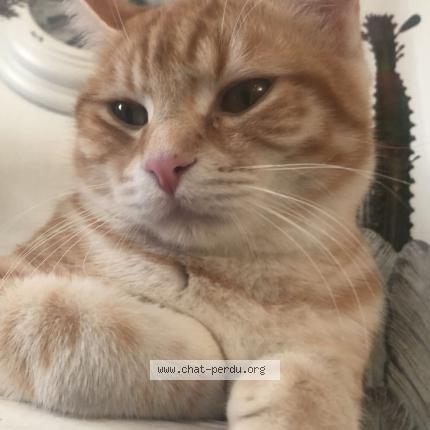 Foto 1/1 Rouky Chat perdido en Valence