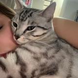 Foto del gato perdido en Marcq En Baroeul