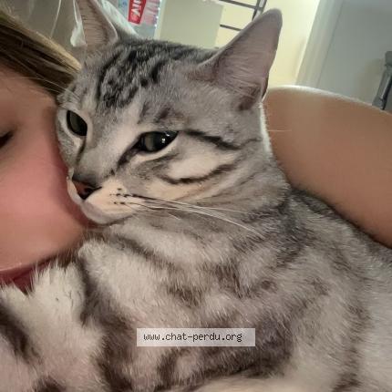 Foto 1/1 Vroum Chat perdido en Marcq en baroeul