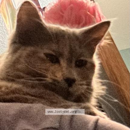 Foto 1/1 Patches Chat perdido en Mesa