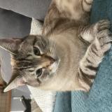 Foto del gato perdido en Mauguio