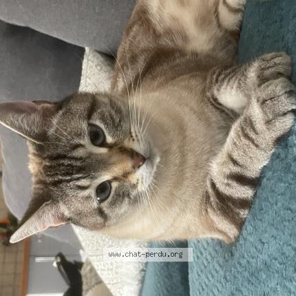 Foto 1/1 Sundae Chat perdido en Mauguio