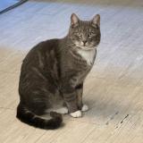 Foto del gato perdido en Fresnay En Retz