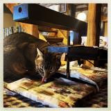 Foto del gato perdido en Onnens