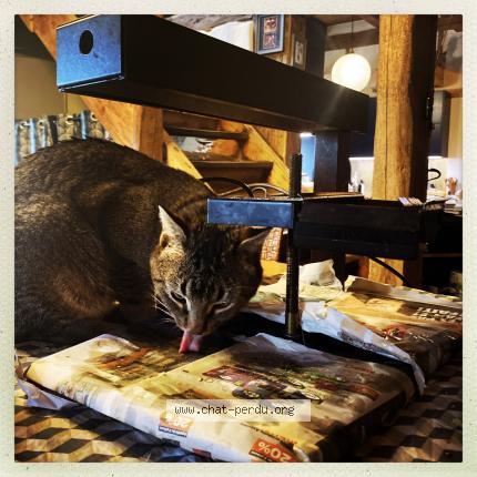 Foto 1/1 Charlot Chat perdido en Onnens