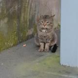 Foto de gato encontrado en Paris