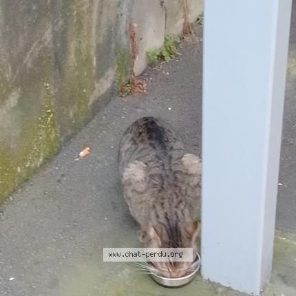 Foto 3/5 Gato encontrado Encontrado en Paris