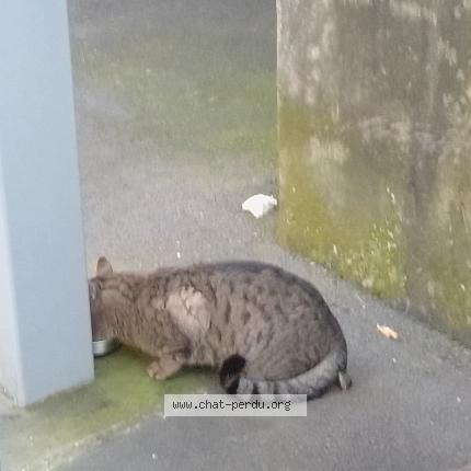 Foto 4/5 Gato encontrado Encontrado en Paris